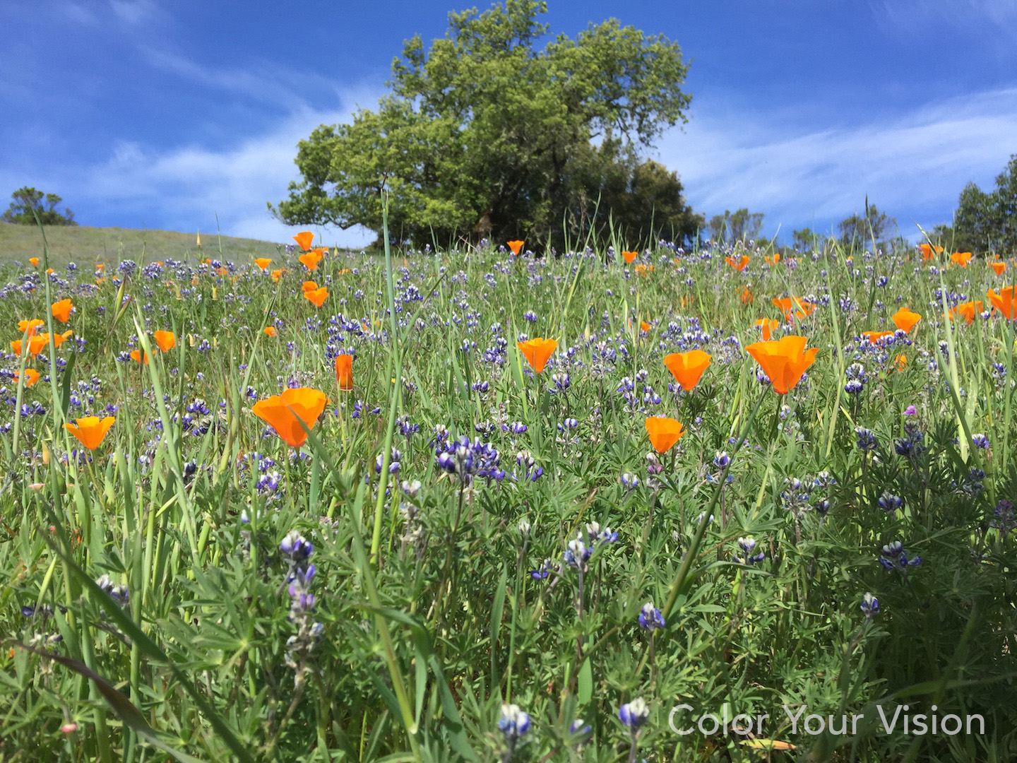 Russian Ridge Open Space Preserve