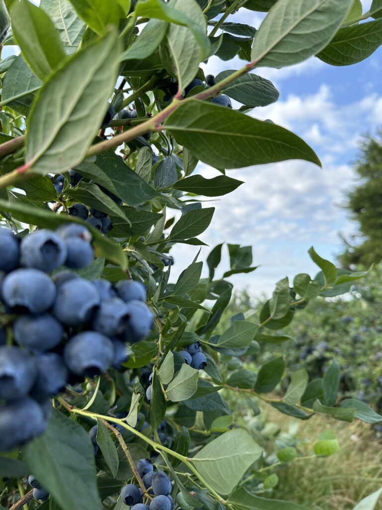 Wander Close: How to Travel Without Leaving Your Hometown